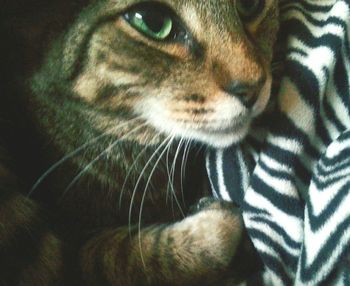 Close-up portrait of a cat