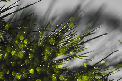 Close-up of wet plant