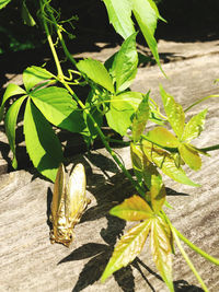 Close-up of butterfly on plant