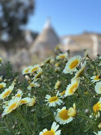 Close-up of yellow flowering plants on field