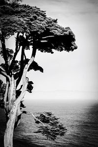 Close-up of tree trunk by sea against sky