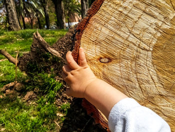 Close-up of hand over log during sunny day