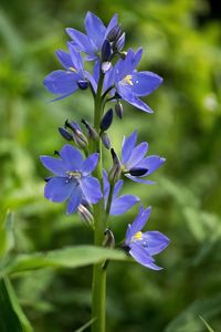 Close-up of purple flowers