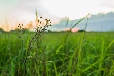 Close-up of flowering plants on field against sky