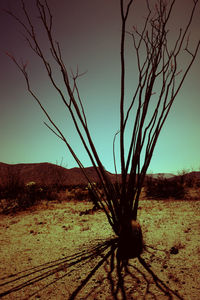 Bare trees on landscape