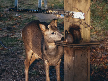 Deer and squirrel staring at each other 