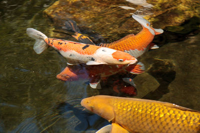 Close-up of fish in water