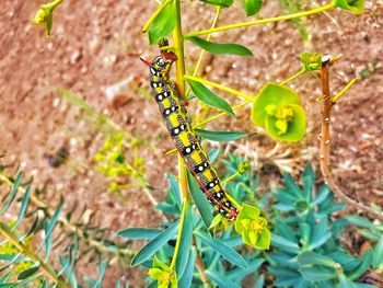 Close-up of insect on plant