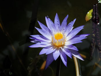 Close-up of purple water lily