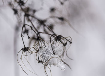 Close-up of wilted plant