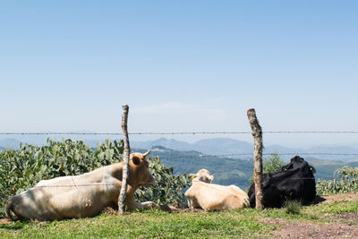 Cows by fence on field against sky