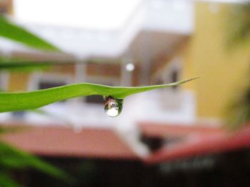 Close-up of raindrops on plant