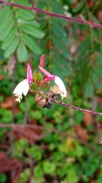 Close-up of white flowers