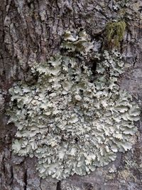 Close-up of mushroom growing on tree trunk