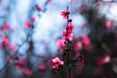 Close-up of pink cherry blossom