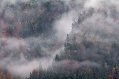 Trees in forest during foggy weather