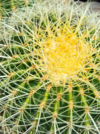 Close-up of cactus plant