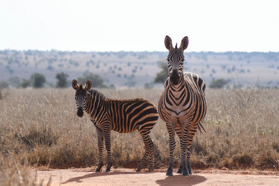 Zebra standing in a field