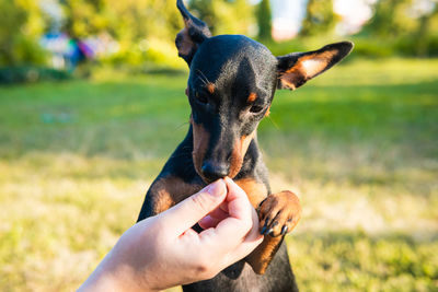 Close-up of hand holding dog on field