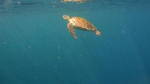 Sea turtle swimming underwater in the sea. turtle moves its flippers in the ocean under water 