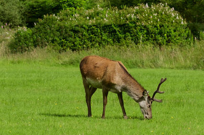 Deer grazing on field