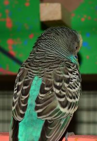 Close-up of parrot perching outdoors