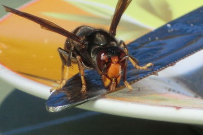 Close-up of insect
