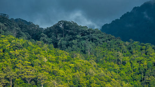 Scenic view of forest against sky