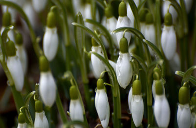 Close-up of white flowering plants