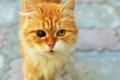 Close-up portrait of ginger cat