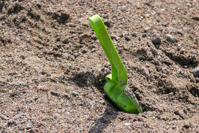 High angle view of green lizard on land