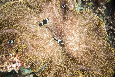 Close-up of fish underwater