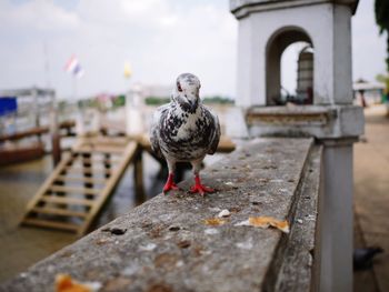 Close-up of pigeon perching on wood