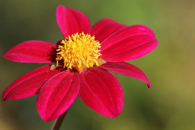 Close-up of pink flower