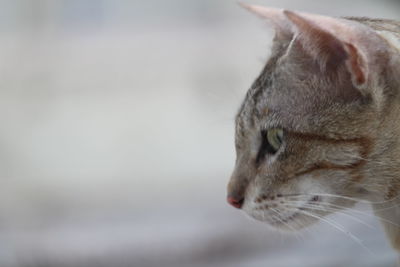 Close-up of cat