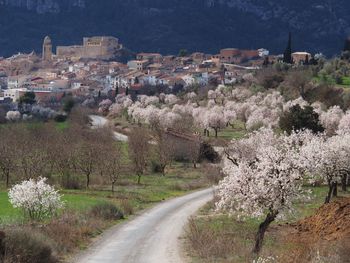 Almonds in bloom close up in early spring near os de balaguer