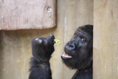 Close-up of monkey in zoo