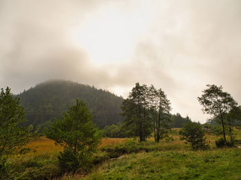 Trees on field against sky