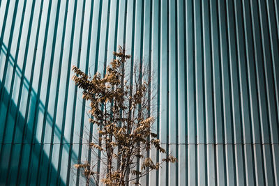 Low angle view of dried plant against corrugated iron