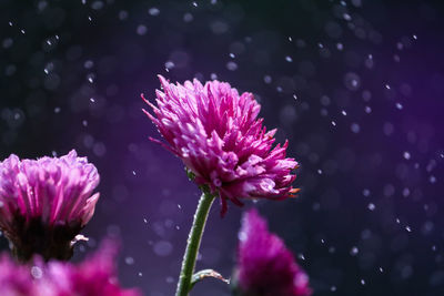 Close-up of pink flower blooming outdoors