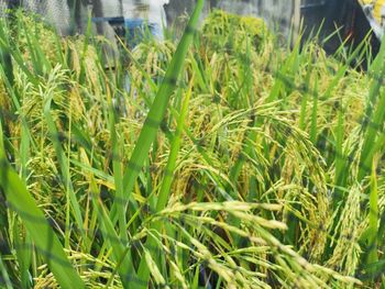 Close-up of crops growing on field