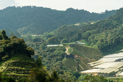 Tea plantations rice terraced fields. landscape view of mountain with agriculture farm and village