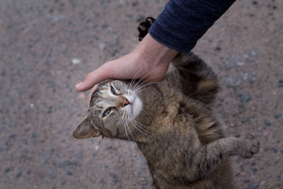 Low section of man holding kitten