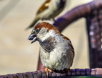 animal themes