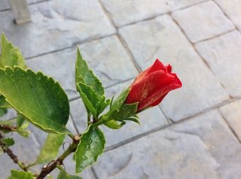 Close-up of red flowers