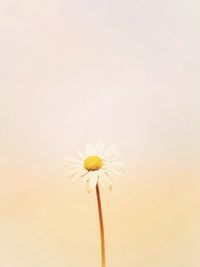 Close-up of white daisy plant