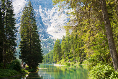 Panoramic view of pine trees in forest