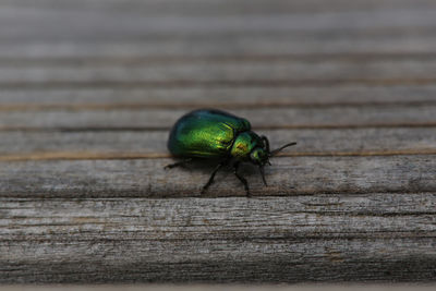 Close-up of insect on wood