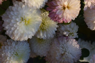 Close-up of white flowers