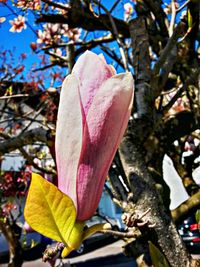 Close-up of flowers on tree